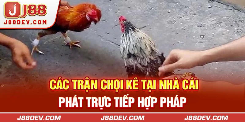 Các trận chọi kê tại nhà cái phát trực tiếp hợp pháp